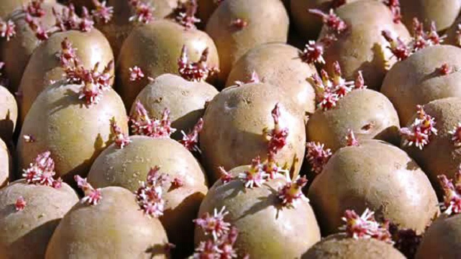 चिस्यान केन्द्रमा राखेको आलुको बीउ कुहियो, किसान चिन्तित