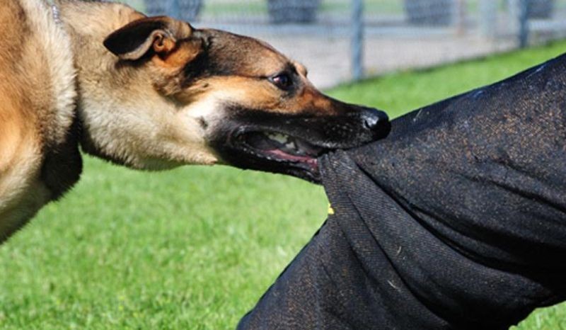 बहुलाहा कुकुरले टोक्दा दुई दिनमै अठार जना घाइते