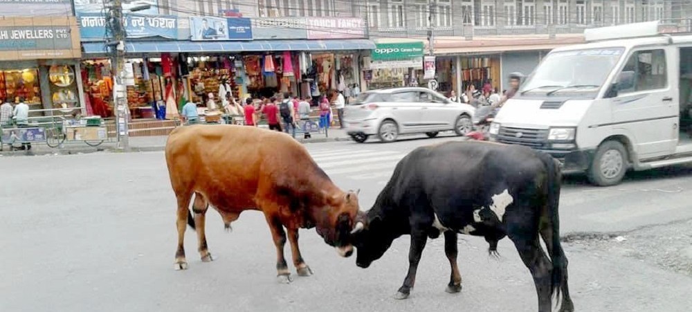 बेवारिसे गाईबाच्छाका लागि देउसी भैलोबाट एक लाख ७५ हजार सहयोग
