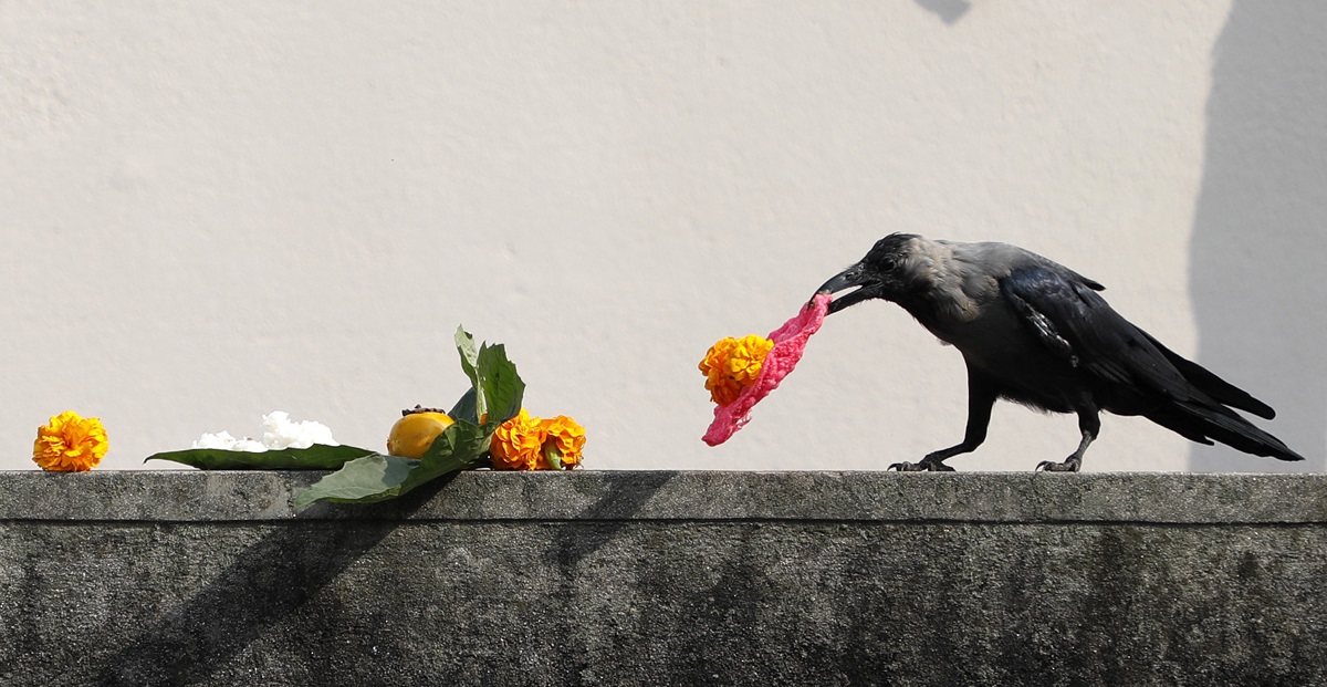 आज काग तिहार, यमपञ्चक सुरू