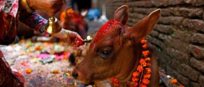 आज तिहारको चौथो दिन : गाई, गोरु, गोवर्द्धन र हलि पूजा गरिँदै