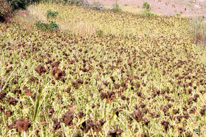 कोदोको माग गाउँमा भन्दा बजारमा