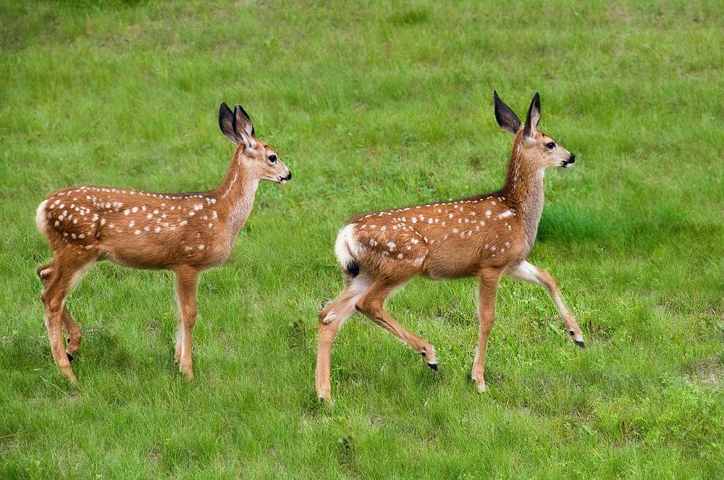 पाँच कस्तुरी मृत फेला