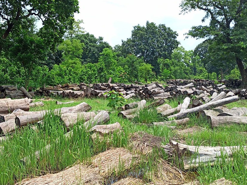 विपन्नको घर निर्माणमा निःशुल्क काठ