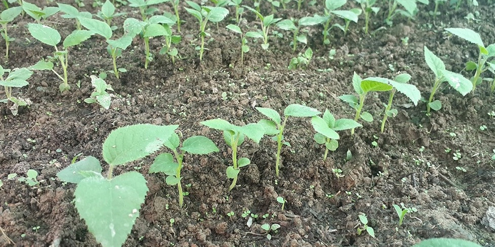 इलाममा उत्पादित किबीको बिरुवा भुटान निर्यात