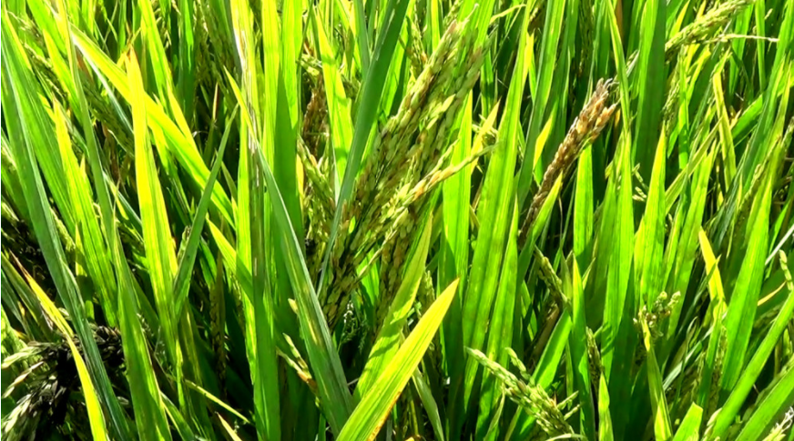 डीवाई–२८ जातको धानमा बाला नलागेका किसानले आजदेखि क्षतिपूर्ति पाउने