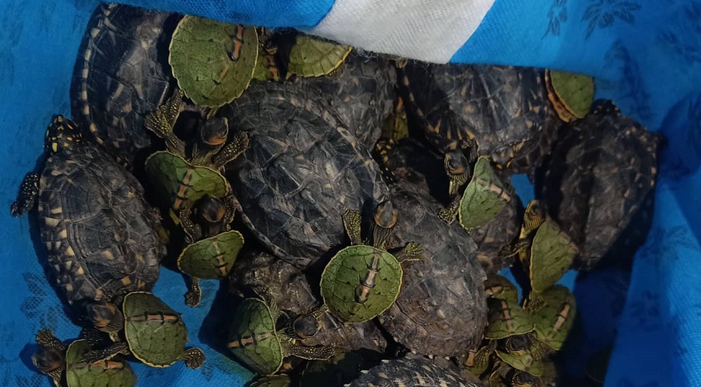 अवैधरूपमा ल्याएका ११३ वटा कछुवासहित एक यूवक पक्राउ