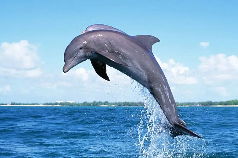 किन लडाकू डल्फिनलाई प्रशिक्षण गर्दै छ रुस ?