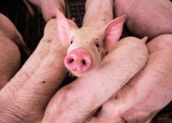 सुनसरीमा अफ्रिकन स्वाइन फ्लु पुष्टि, कसरी बच्ने ?