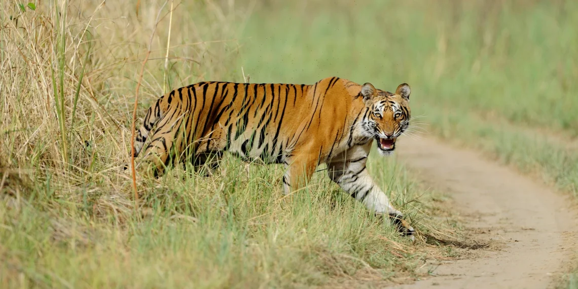 गाउँ पस्यो बाघ, ७ घण्टादेखि फत्तेपुरको घर गोठमा