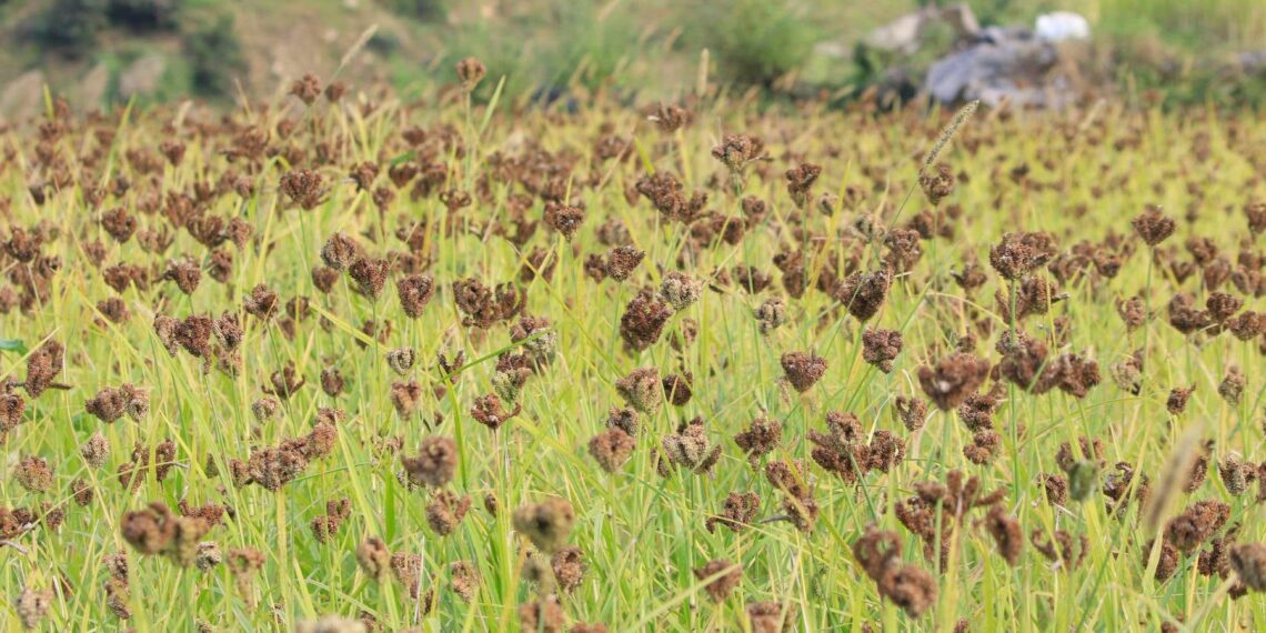 पहिलो राष्ट्रिय कोदो दिवसःगरिबको खानाबाट सुपर फुडसम्म