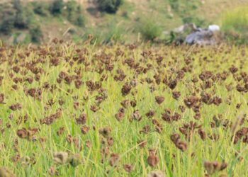 पहिलो राष्ट्रिय कोदो दिवसःगरिबको खानाबाट सुपर फुडसम्म