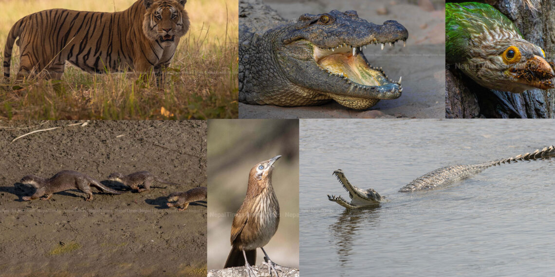 नेपाललाई विश्वमा चिनाउने जैविक विविधता र वन्यजन्तु