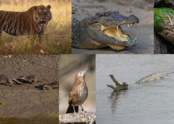 नेपाललाई विश्वमा चिनाउने जैविक विविधता र वन्यजन्तु