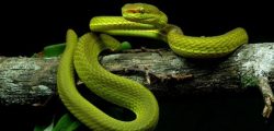 _111913843_immasnake