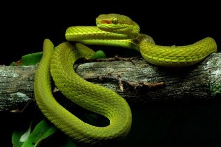 _111913843_immasnake
