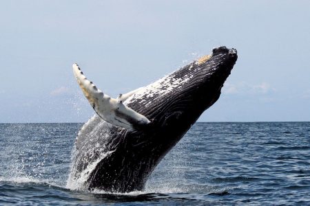 1200px-Humpback_stellwagen