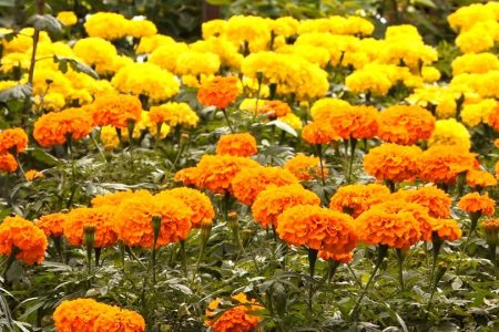 tihar phool