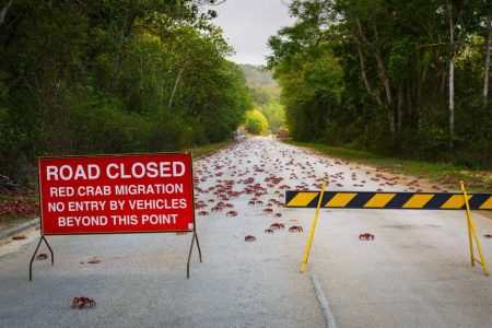 13_MPM-CRAB_MIGRATION-4-1024x577