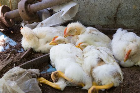 14-11-19BirdFlu_shutterstock137294837