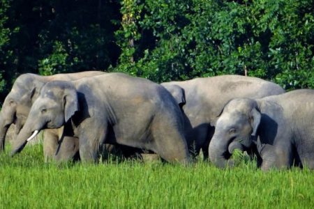 1569398400elephant_dhan