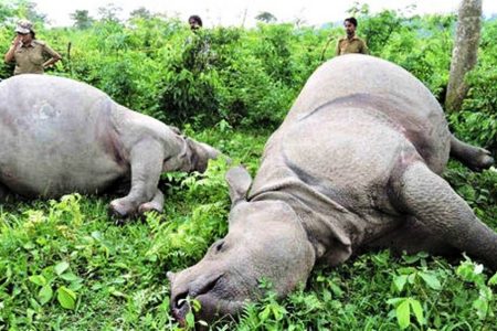 1580284748गैँडा-