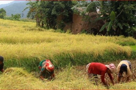 1596443650Pyuthan_dhan