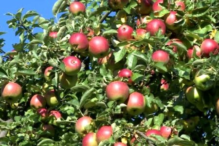 1597900332apple_1.[1]