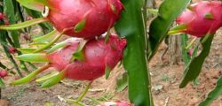 1600076922Dragon_fruit_tlxKqr4Mpx