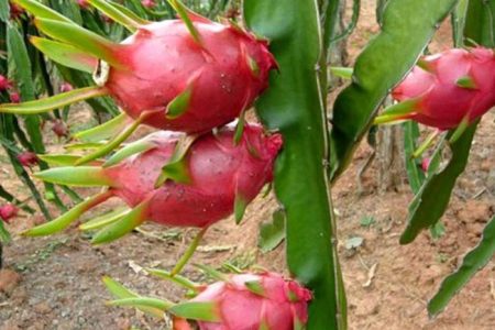 1600076922Dragon_fruit_tlxKqr4Mpx