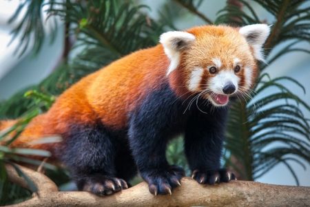 1861426294red-panda