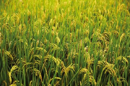 2019_10image_11_25_411567076rice-ll