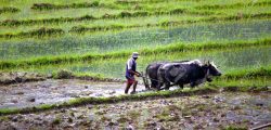 farmer plowing with ox cart at farm in pokhara, nepal