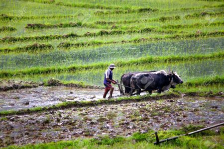 farmer plowing with ox cart at farm in pokhara, nepal