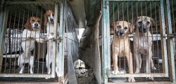 28112364-8296725-Dogs_are_shown_locked_in_a_cage_at_a_dog_meat_farm_in_Hongseong_-a-1_1588857980261