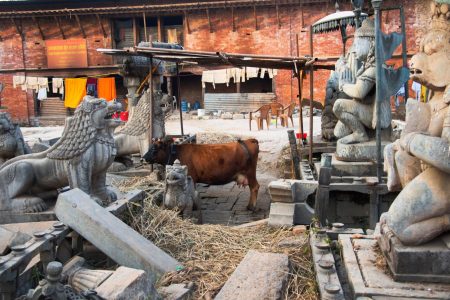 शंखमुलको जगतनारायणको मन्दिर परिसरमा बाँधिएको गाई ।