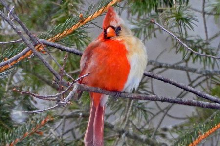 3a2ee106-1452-450c-87c2-02b5d3e19f8e-p1Cardinal022021