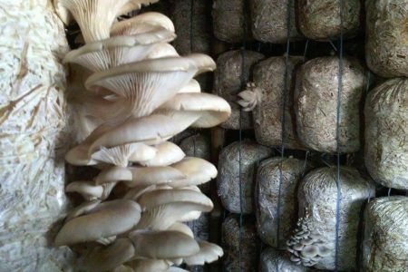 5fb60d0e62d8a_mushroom