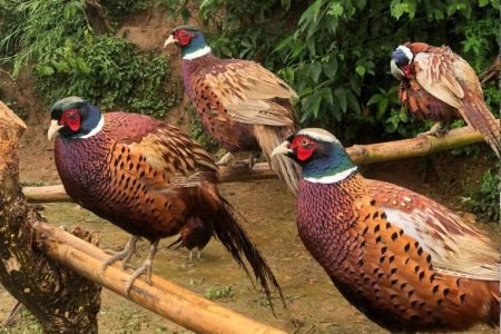 61544d90991df_kalig_bird