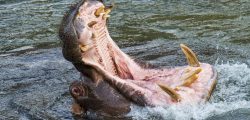 Common hippopotamus / hippo (Hippopotamus amphibius) in lake showing huge teeth and large canine tusks in wide open mouth. (Photo by: Arterra/Universal Images Group via Getty Images)