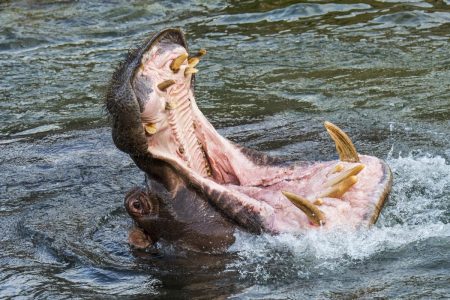 Common hippopotamus / hippo (Hippopotamus amphibius) in lake showing huge teeth and large canine tusks in wide open mouth. (Photo by: Arterra/Universal Images Group via Getty Images)