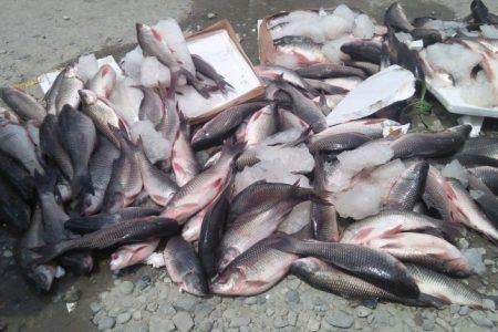 fish