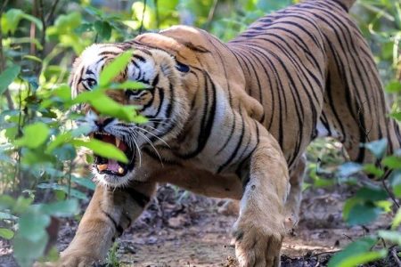 888065180tiger
