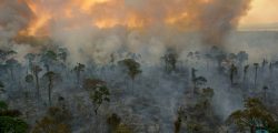 AmazonBurning010
