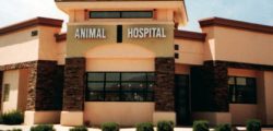 Animal-hospital