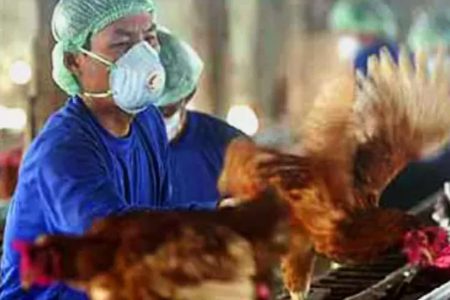 ArchiveChickensProtectiveClothesBirdFlu