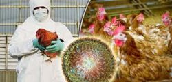 BIRDFLU-2