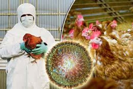 BIRDFLU-2
