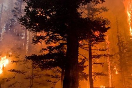 BS-fire-ecology