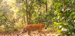 Bardiya_Tiger